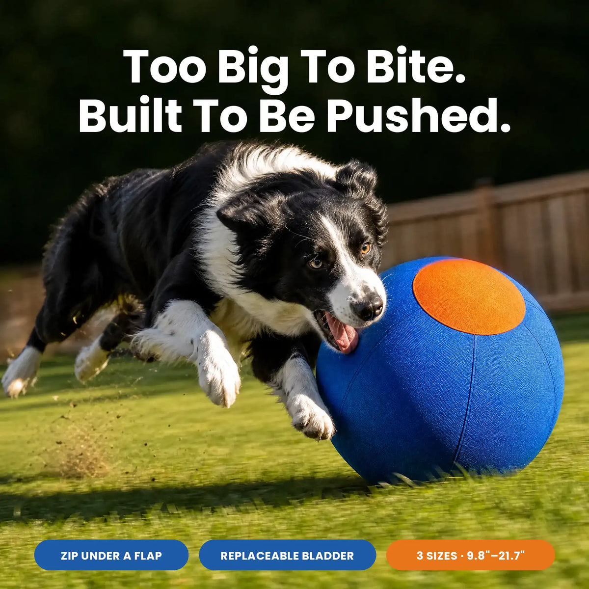 DriveBall herding ball: border collie driving the blue ball across a lawn — too big to bite, built to be pushed
