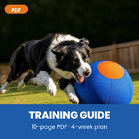 Herding Ball Training Guide