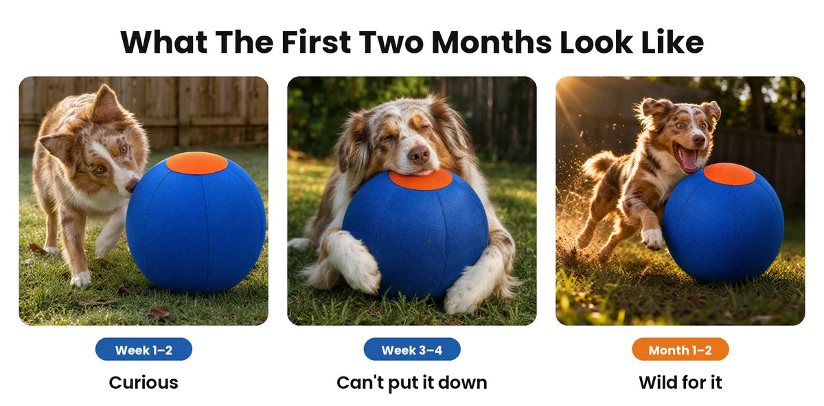 driveball-pdp-first-two-months-v2.webp