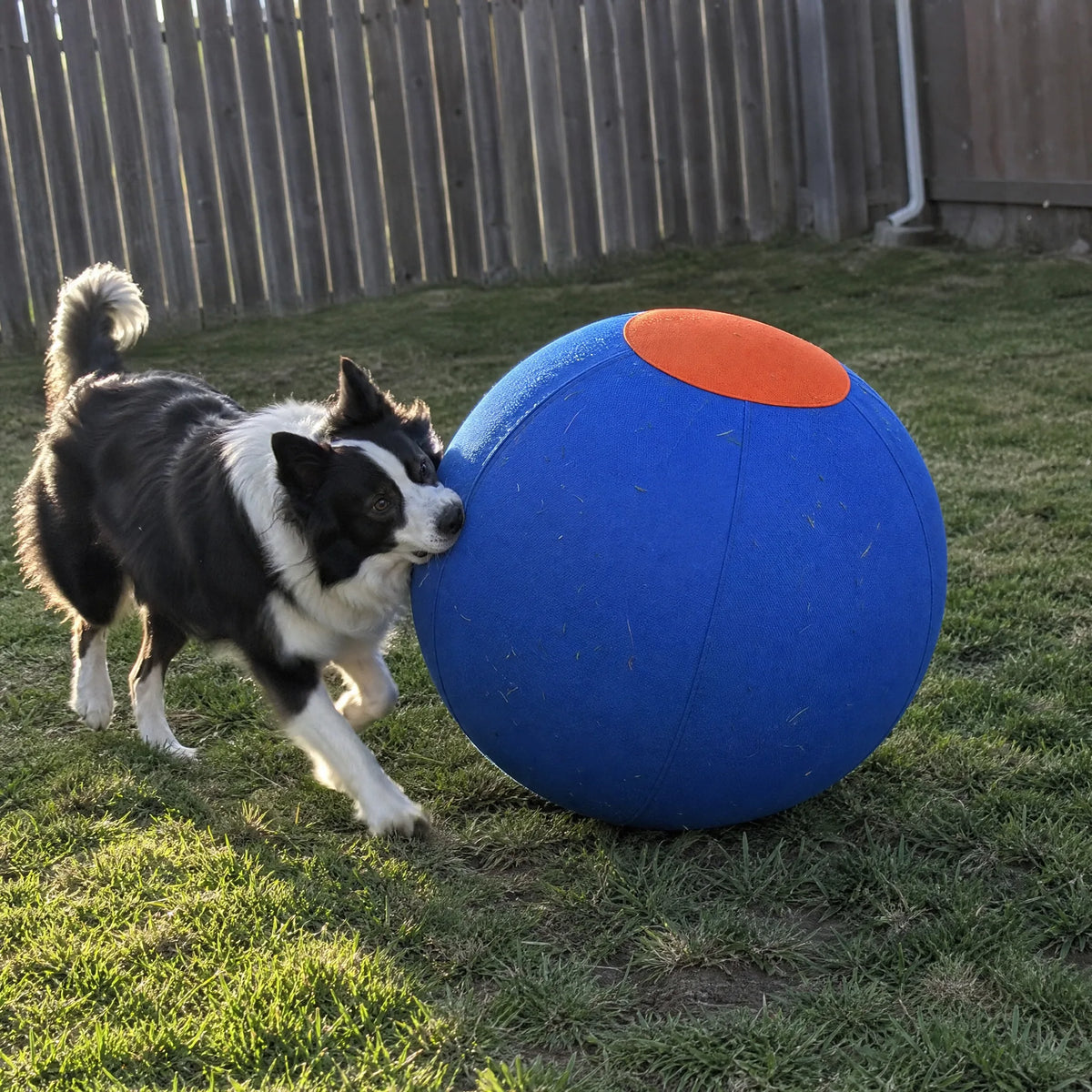 driveball-review-01.webp